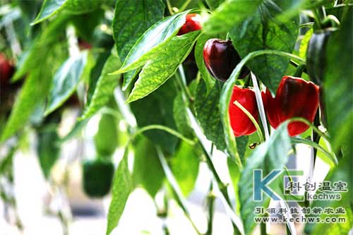 無土栽培，無土栽培技術，無土栽培設備