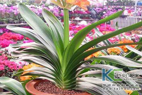 無土栽培，無土栽培技術，無土栽培設備