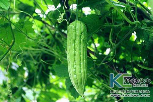 無土栽培，無土栽培技術，無土栽培設備