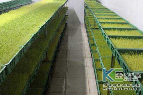 無土栽培，無土栽培技術(shù)，無土栽培設(shè)備