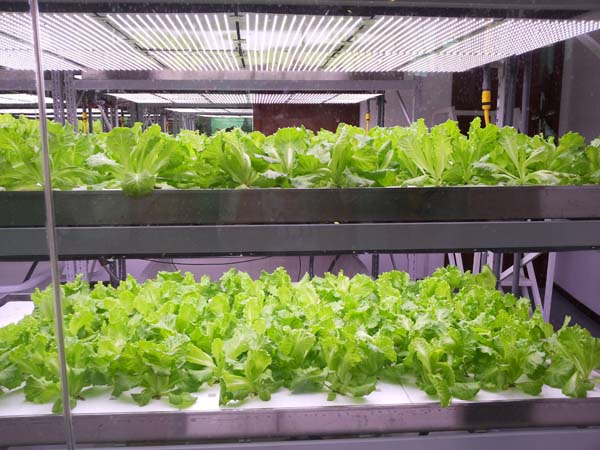 無土栽培,無土栽培技術,無土栽培設備