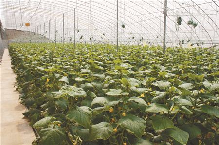 無(wú)土栽培，無(wú)土栽培技術(shù)，無(wú)土栽培設(shè)備