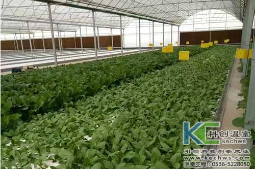 無土栽培,無土栽培技術(shù),無土栽培設(shè)備