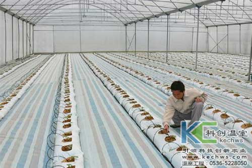 無土栽培,無土栽培技術,無土栽培設備