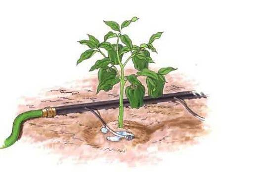 無土栽培,無土栽培技術,無土栽培設備