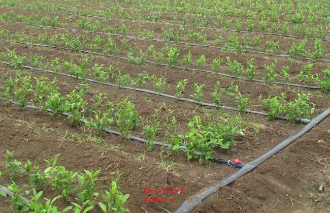 無(wú)土栽培，無(wú)土栽培技術(shù)，無(wú)土栽培設(shè)備