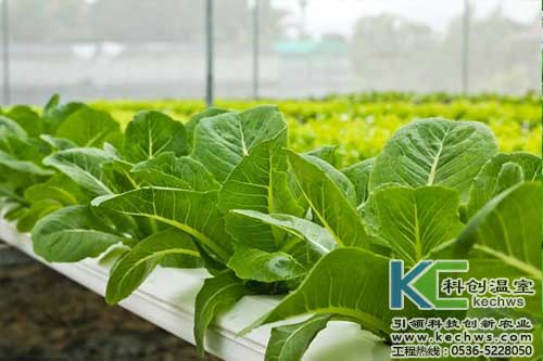 無土栽培，無土栽培技術(shù)，無土栽培設(shè)備