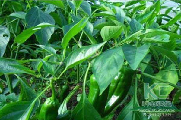 無土栽培，無土栽培技術，無土栽培設備