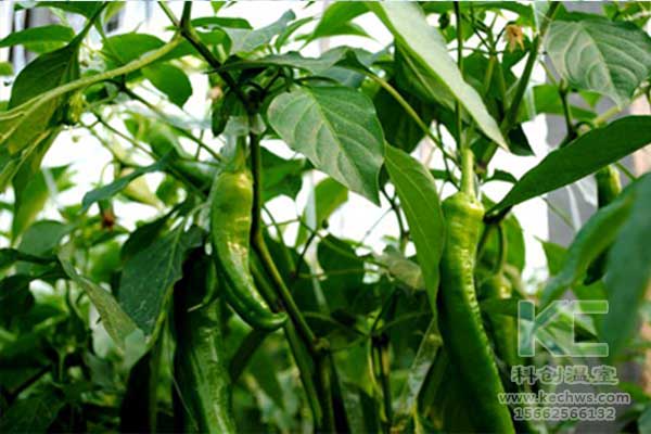 無土栽培，無土栽培技術，無土栽培設備