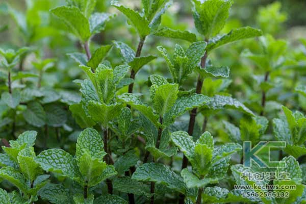 無土栽培，無土栽培技術，無土栽培設備