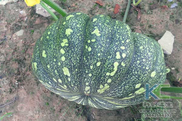 無土栽培，無土栽培技術，無土栽培設備