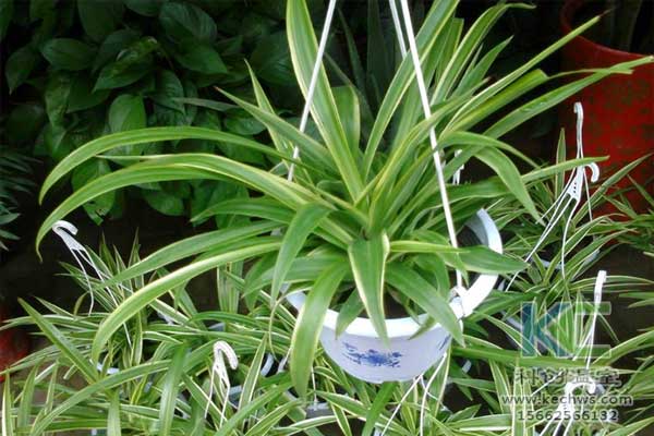 無土栽培,無土栽培技術,無土栽培設備