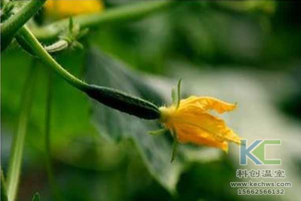 無(wú)土栽培，無(wú)土栽培技術(shù)，無(wú)土栽培設(shè)備