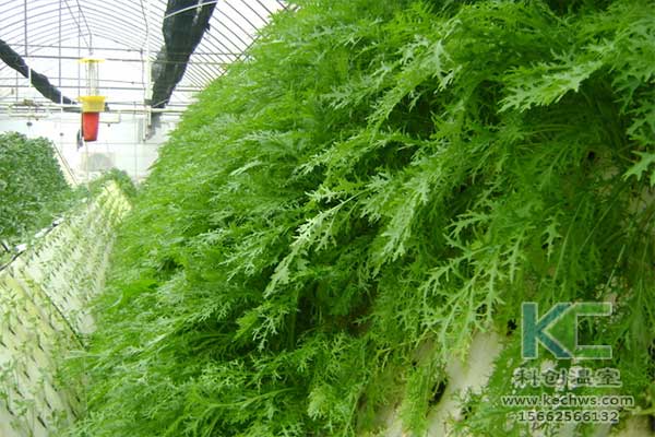 無土栽培,無土栽培技術,無土栽培設備