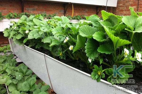 無土栽培，無土栽培技術，無土栽培設備