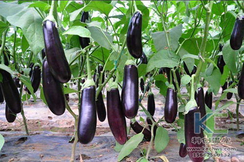 無土栽培，無土栽培技術，無土栽培設備