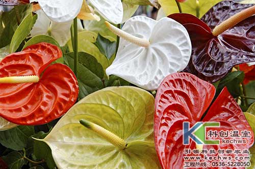 無(wú)土栽培，無(wú)土栽培技術(shù)，無(wú)土栽培設(shè)備