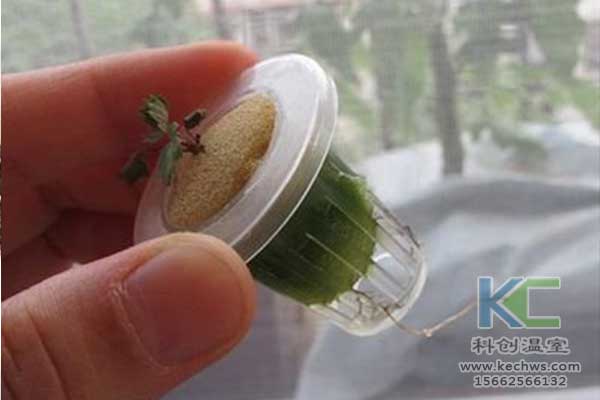 無土栽培，無土栽培技術