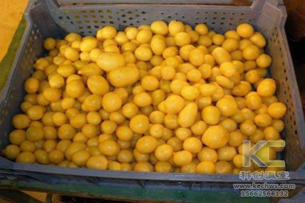 無土栽培，無土栽培技術