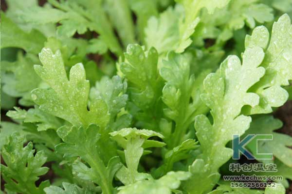 無土栽培，無土栽培技術