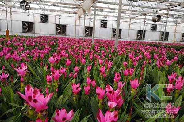 無土栽培，無土栽培技術(shù)，無土栽培設備