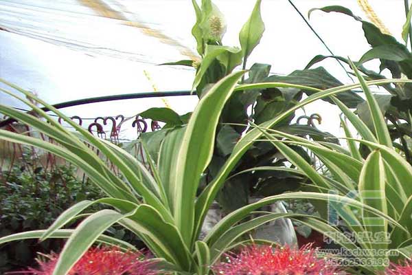 無土栽培，無土栽培技術，無土栽培設備