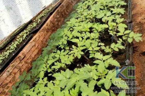 無土栽培，無土栽培技術，無土栽培設備