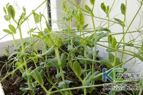 無土栽培，無土栽培技術，無土栽培設備
