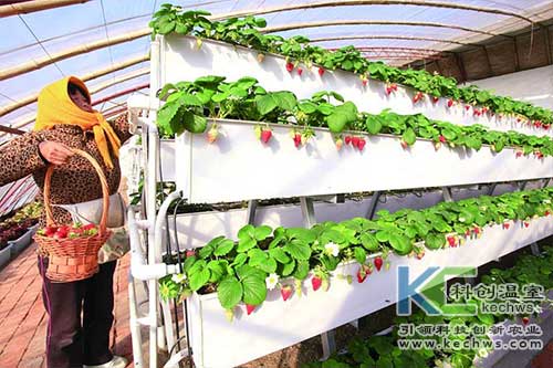 無土栽培，無土栽培技術，無土栽培設備