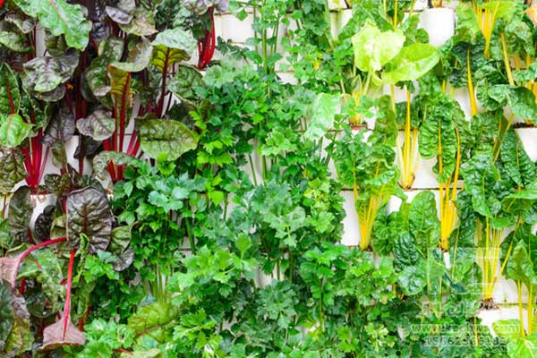 無土栽培，無土栽培技術，無土栽培設備