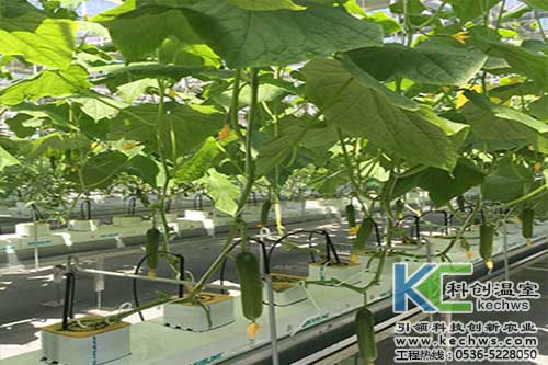 無土栽培，無土栽培技術(shù)，無土栽培設備