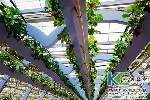 無(wú)土栽培，無(wú)土栽培技術(shù)，無(wú)土栽培設(shè)備