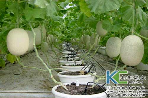 無土栽培，無土栽培技術，無土栽培設備