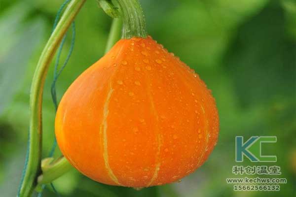 無土栽培，無土栽培技術，無土栽培設備