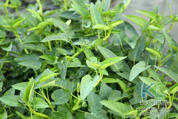 無(wú)土栽培，無(wú)土栽培技術(shù)，無(wú)土栽培設(shè)備