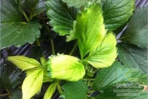 無(wú)土栽培，無(wú)土栽培技術(shù)