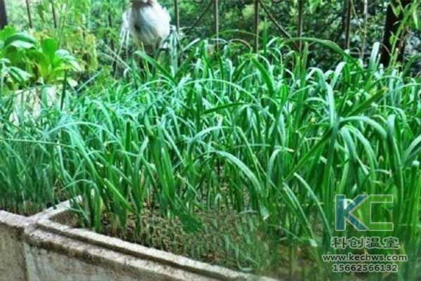 無土栽培，無土栽培技術(shù)，無土栽培設(shè)備