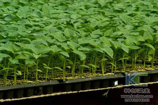 無土栽培，無土栽培技術，無土栽培設備