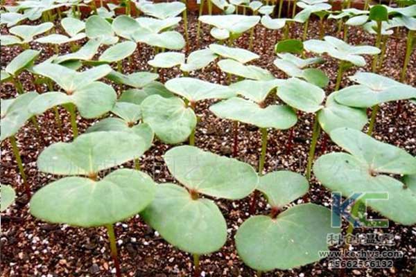 無土栽培，無土栽培技術，無土栽培設備