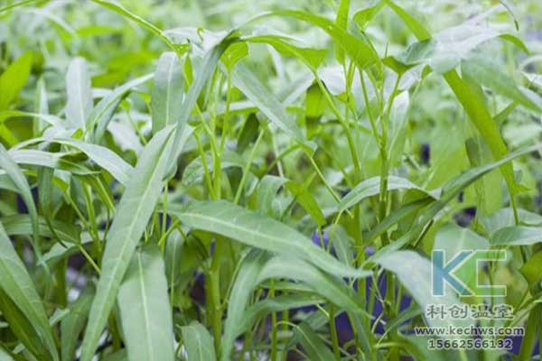 無(wú)土栽培，無(wú)土栽培技術(shù)，無(wú)土栽培設(shè)備