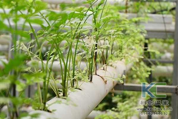 無土栽培，無土栽培技術