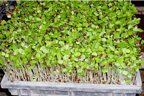 無(wú)土栽培，無(wú)土栽培技術(shù)，無(wú)土栽培設(shè)備