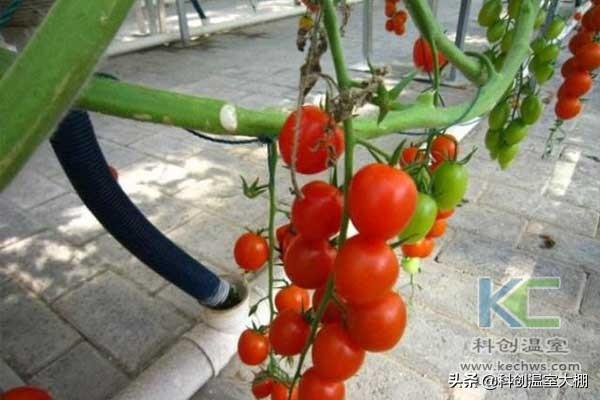 無土栽培，無土栽培技術(shù)，無土栽培設(shè)備