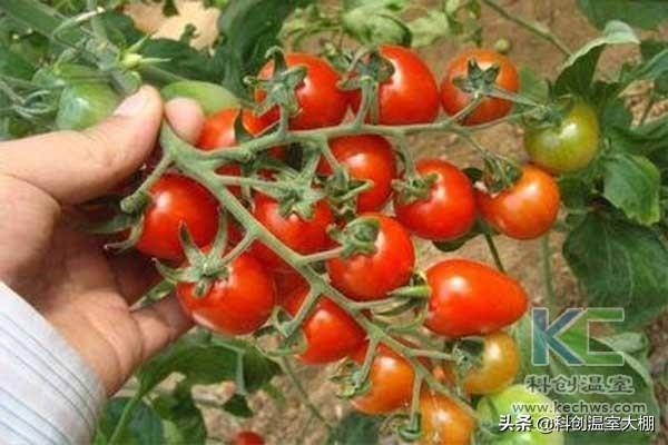 無土栽培，無土栽培技術(shù)，無土栽培設(shè)備