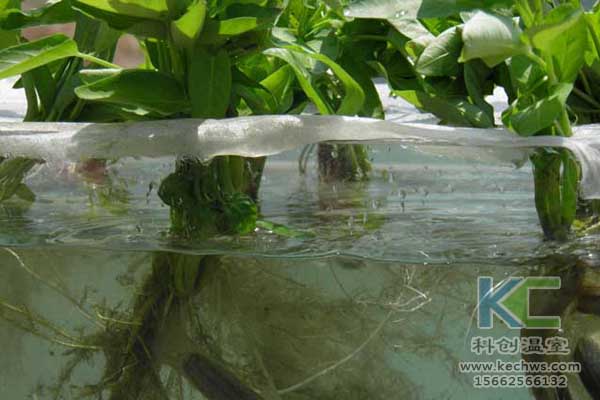 無土栽培技術(shù)，無土栽培設(shè)備，無土栽培，溫室大棚