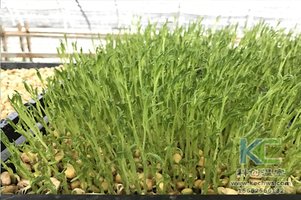 無土栽培，無土栽培技術，無土栽培設備