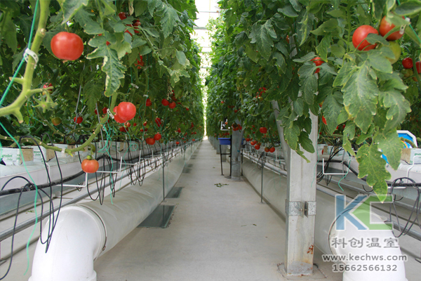 無土栽培蔬菜，無土栽培技術，無土栽培設備，溫室大棚