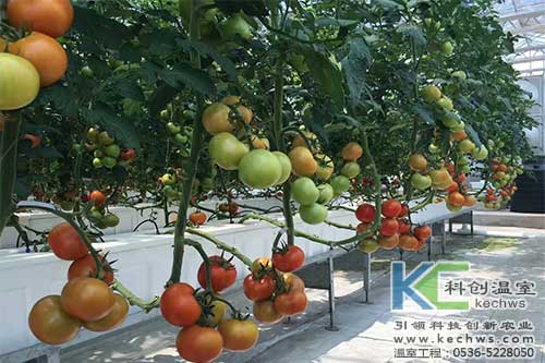 箱式無土栽培，無土栽培