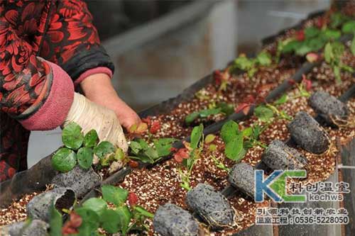 無土栽培，無土栽培技術，無土栽培設備