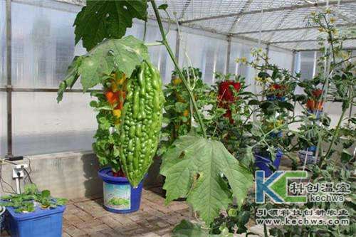 無土栽培，無土栽培技術，無土栽培設備